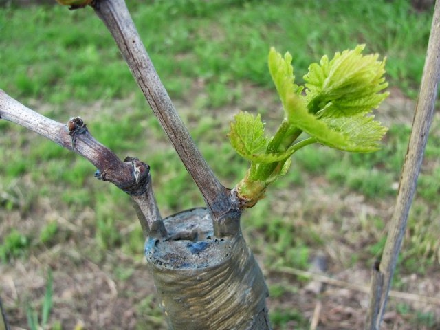 Обломка винограда весной для начинающих в картинках